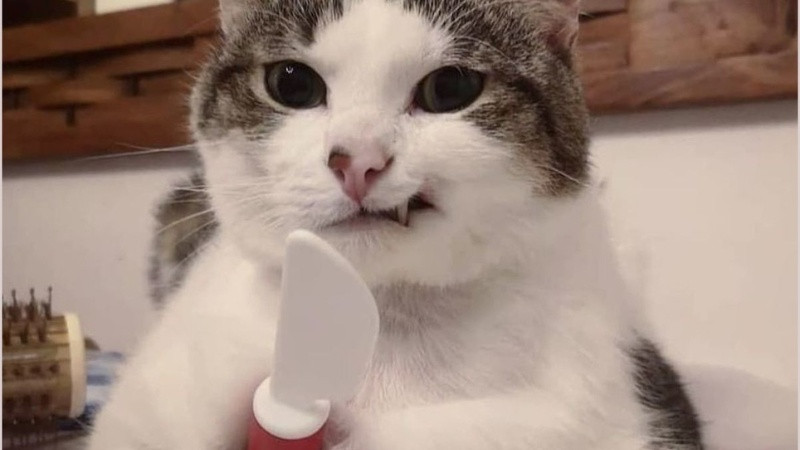 Hình ảnh chế mèo làm bộ mặt khó hiểu, tạo tiếng cười sảng khoái trong bộ sưu tập ảnh chế