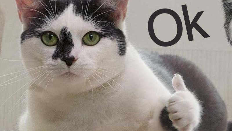 Hình ảnh chế mèo làm trò ngớ ngẩn, thể hiện sự ngáo ngơ đáng yêu trong ảnh chế