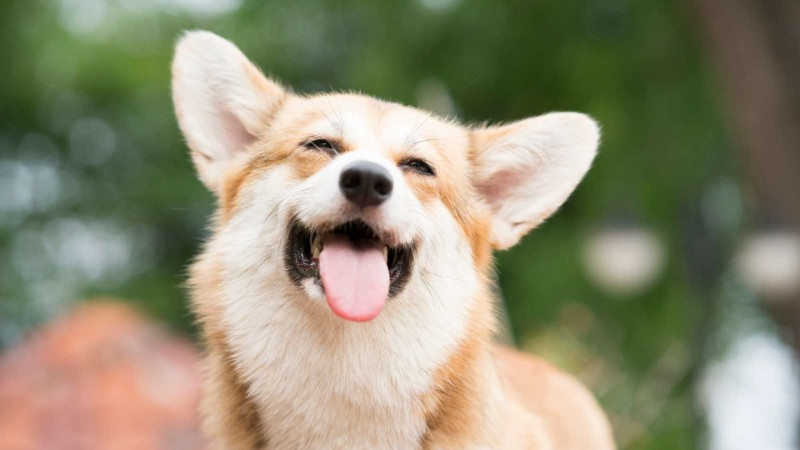 Hình ảnh chó con corgi vui vẻ đang chạy nhảy