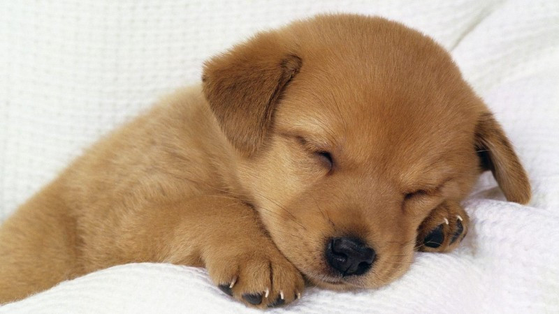 Hình ảnh chó con say ngủ, nằm cuộn tròn đáng yêu