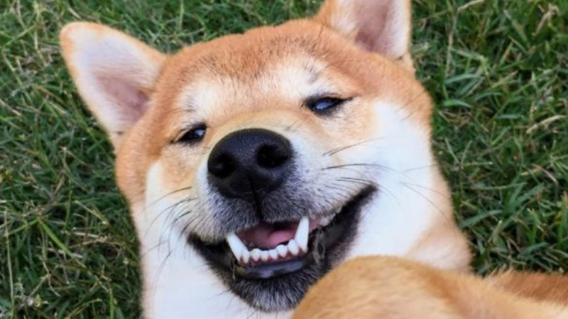 Hình ảnh chó &quot;siêu bựa&quot; làm ảnh cười lan truyền