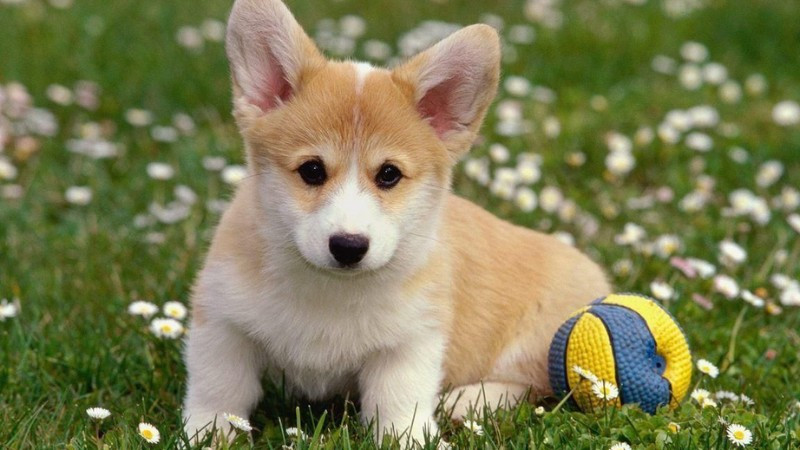 Hình ảnh chú chó con corgi nằm thư giãn trên thảm