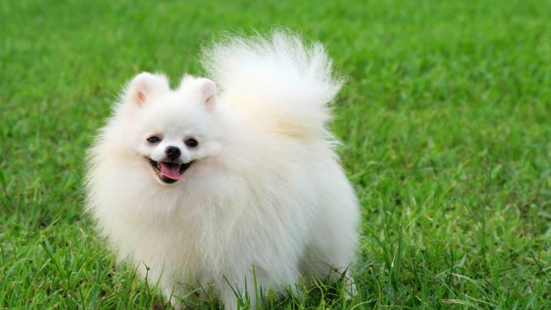 Hình ảnh chú chó con lông trắng với vẻ mặt ngơ ngác