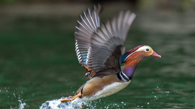 Hình ảnh chú sóc nâu nhanh nhẹn đang leo trèo trên cây