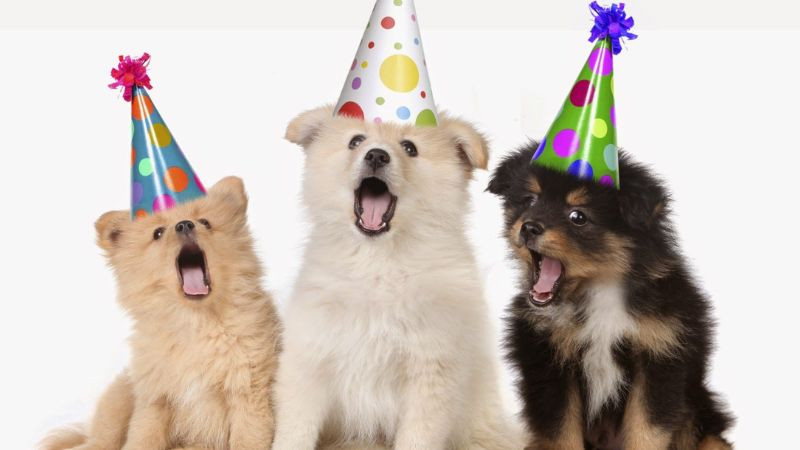 Hình ảnh chúc mừng sinh nhật bá đạo troll bạn thân