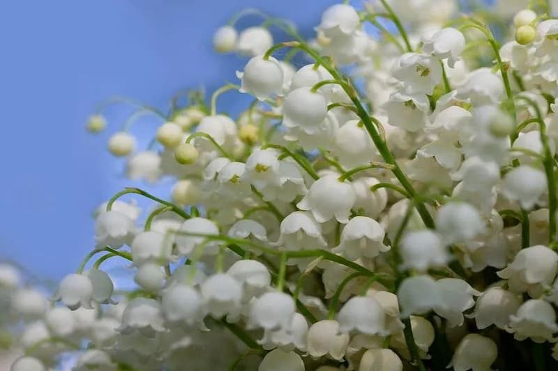 Hình ảnh chùm hoa linh lan trắng nhỏ xinh