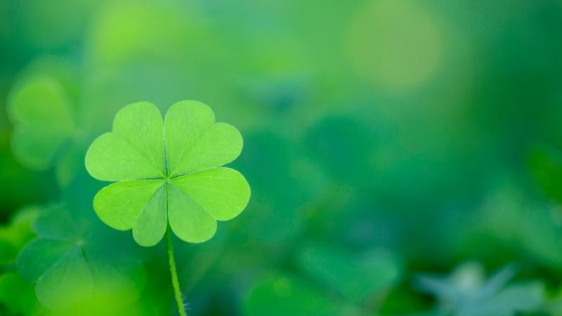 Hình ảnh cỏ 4 lá chụp macro chi tiết