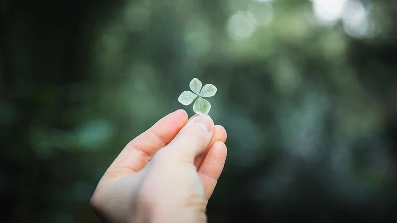 Hình ảnh cỏ 4 lá có hình trái tim trên lá