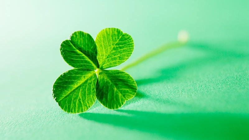 Hình ảnh cỏ 4 lá đẹp mắt