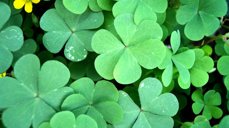 Hình ảnh cỏ 4 lá đơn giản trên nền đất