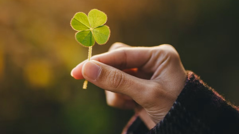 Hình ảnh cỏ 4 lá được chiếu sáng bởi ánh nắng