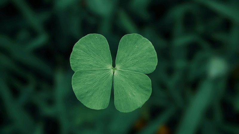 Hình ảnh cỏ 4 lá được đặt trên lòng bàn tay