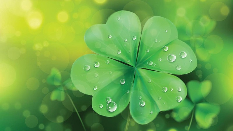 Hình ảnh cỏ 4 lá giữa các viên sỏi nhỏ