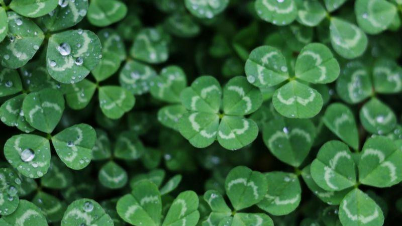 Hình ảnh cỏ 4 lá mọc giữa thảm cỏ ba lá xanh mướt