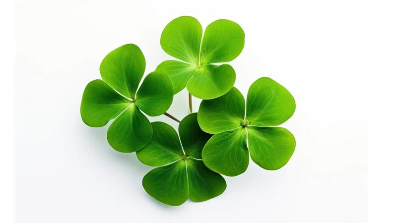 Hình ảnh cỏ 4 lá nằm trên phiến đá