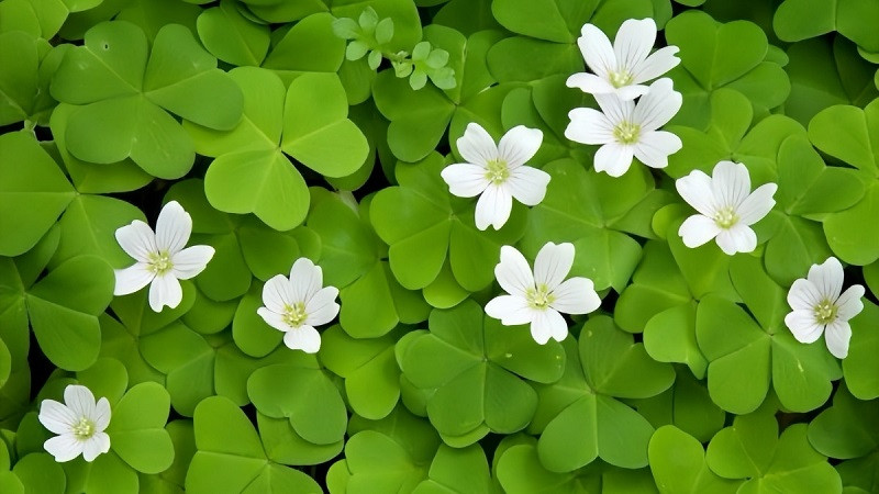 Hình ảnh cỏ 4 lá nhỏ nhắn trên nền đất