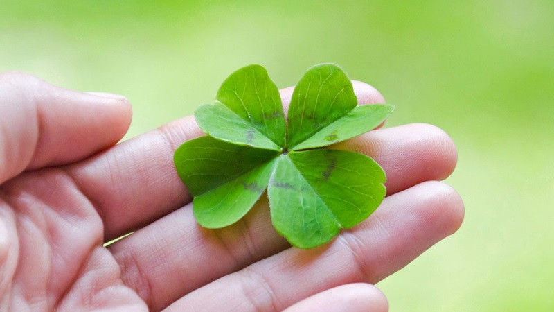 Hình ảnh cỏ 4 lá nổi bật trên nền bokeh mờ ảo