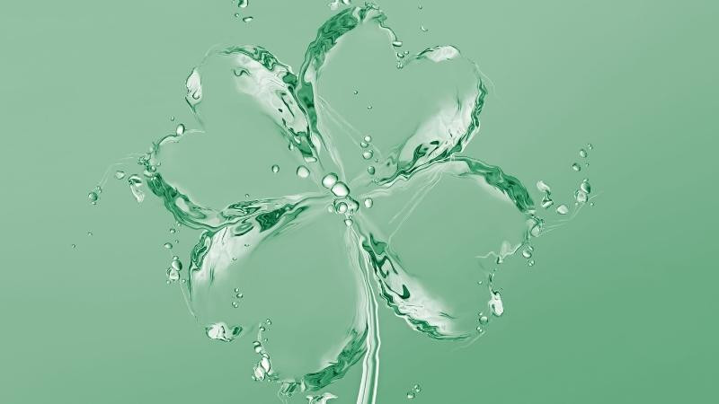 Hình ảnh cỏ 4 lá nổi trên mặt nước