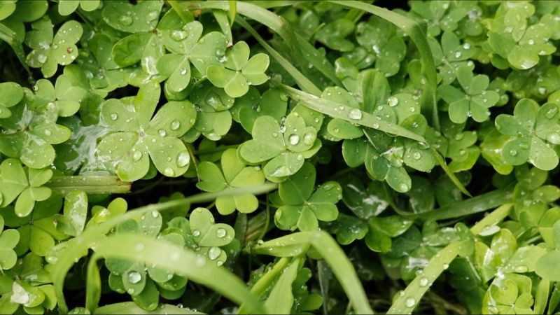 Hình ảnh cỏ 4 lá trong sương sớm