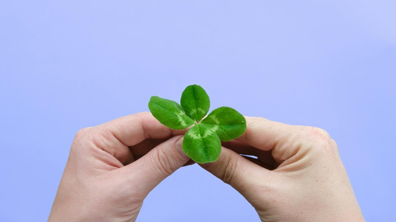 Hình ảnh cỏ 4 lá với giọt sương đọng lại