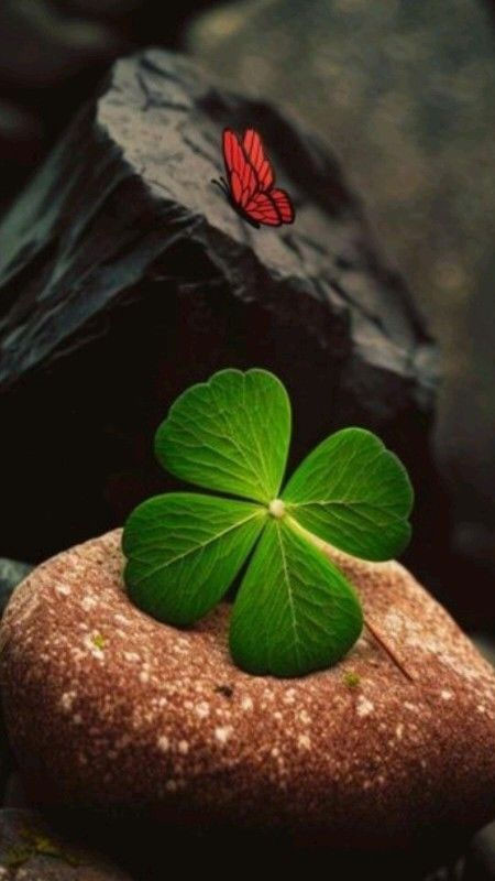 Hình ảnh cỏ bốn lá cách điệu với màu sắc tươi sáng, nguồn cảm hứng cho học tập