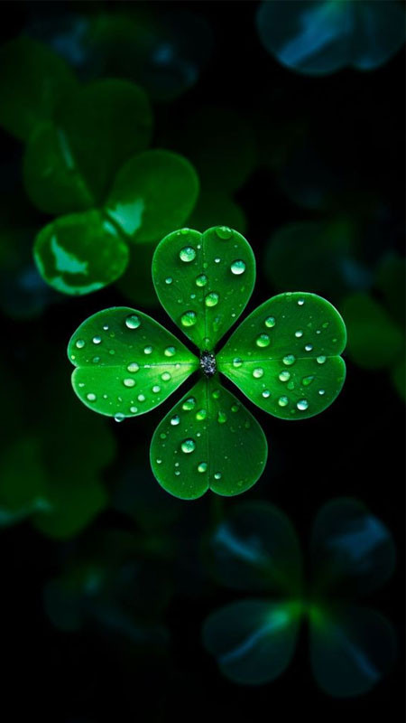 Hình ảnh cỏ bốn lá được chiếu sáng bởi ánh nắng, gợi lên niềm hy vọng và sự lạc quan