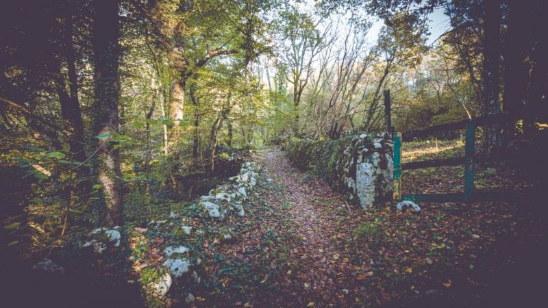 Hình ảnh cô đơn hàng cây trơ trọi trên ngọn đồi lúc ban ngày