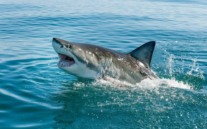 Hình ảnh con cá mập đầu búa đang bơi