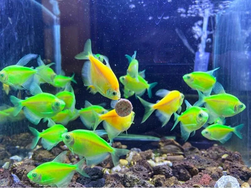 Hình ảnh con cá nhiệt đới nhiều màu sắc rực rỡ