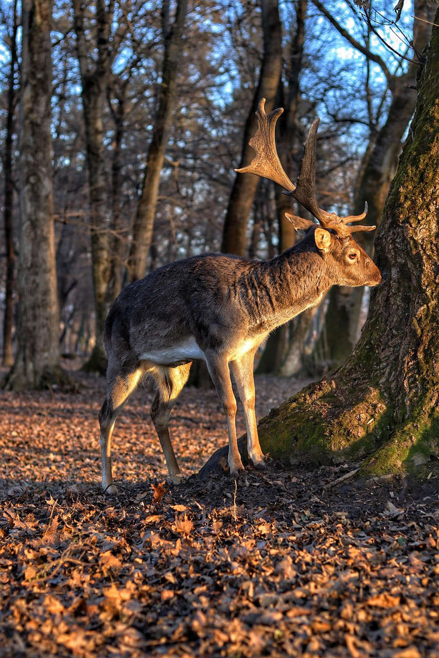Hình ảnh con nai đứng gần gốc cây lớn giữa cảnh mùa thu