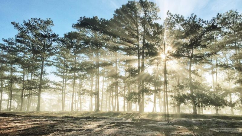 Hình ảnh Đà Lạt 4K: đồi chè xanh mướt dưới nắng