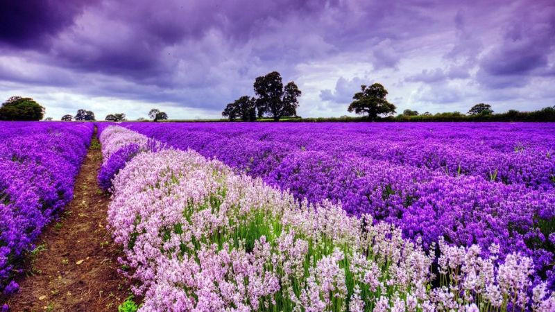 Hình ảnh Đà Lạt: cánh đồng hoa hướng dương rực rỡ