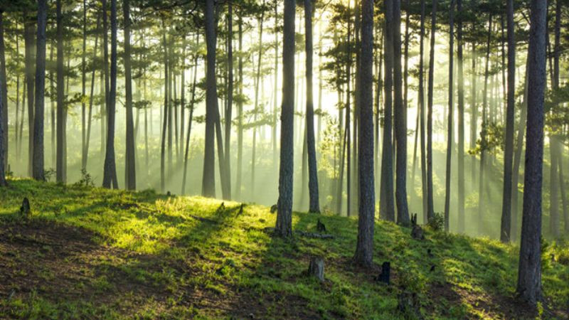 Hình ảnh Đà Lạt: con đường xuyên qua rừng thông