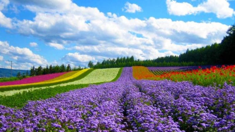 Hình ảnh Đà Lạt: hoa màu tím và trắng ven đường