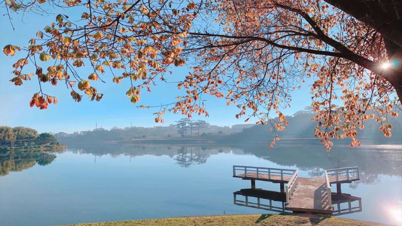 Hình ảnh Đà Lạt lãng mạn: hoa cẩm tú cầu tím nở rộ