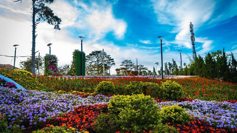 Hình ảnh Đà Lạt: những bông hoa hồng đỏ tươi