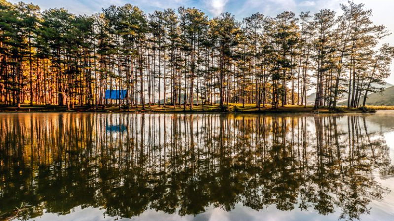 Hình ảnh Đà Lạt: sương mù bao phủ rừng thông