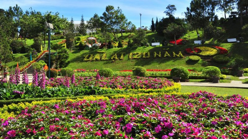 Hình ảnh Đà Lạt: vườn hoa cẩm tú cầu xanh tím