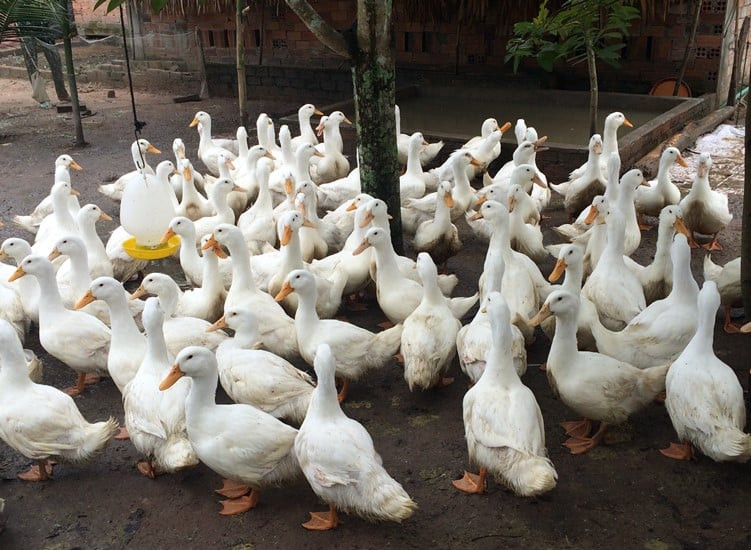 Hình ảnh đàn vịt trắng đáng yêu