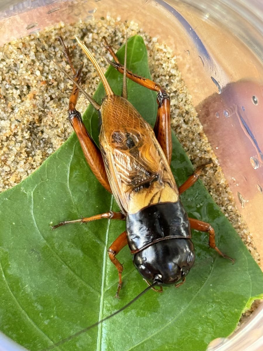 Tuyển chọn hình ảnh con dế mèn chân thực và ý nghĩa Hình ảnh dế mèn nhỏ nằm trên một chiếc lá cây khô