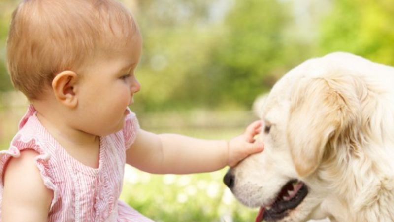 Hình ảnh em bé vuốt ve chó