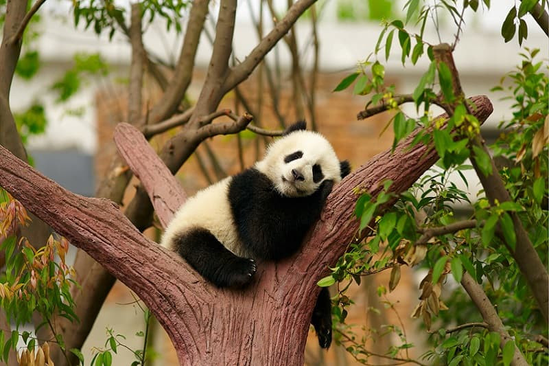 Chiêm Ngưỡng Bộ Sưu Tập Ảnh Gấu Trúc Hình ảnh gấu trúc đang nằm ngủ