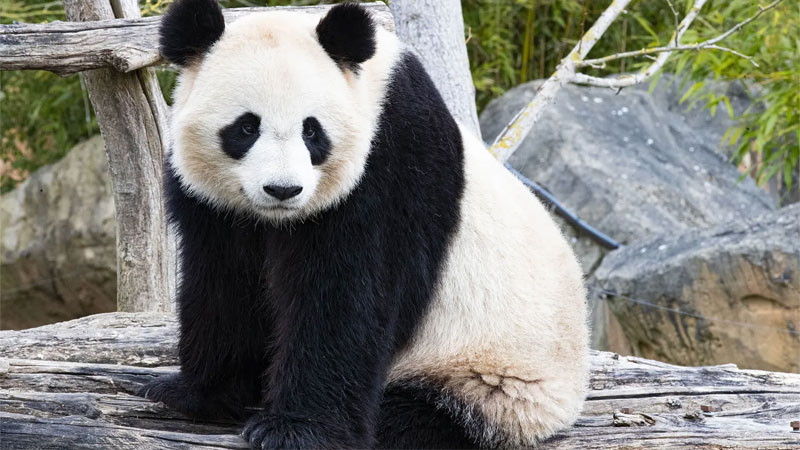 Hình ảnh gấu trúc đang nằm thư giãn trên mặt đất