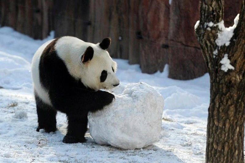 Chiêm Ngưỡng Bộ Sưu Tập Ảnh Gấu Trúc Hình ảnh gấu trúc trượt dốc trên nền tuyết