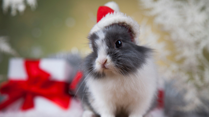 Hình ảnh Giáng sinh cute minh họa chú cáo nhỏ trong tuyết