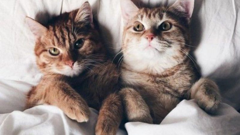 Hình ảnh hai chú mèo đang chơi đùa