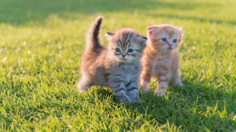 Hình ảnh hai mèo cute ngồi cạnh cửa sổ