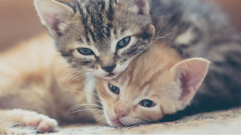 Hình ảnh hai mèo cute ngủ cạnh nhau