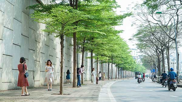 Hình ảnh hàng cây xanh mướt thẳng tắp chạy dài theo con đường quê