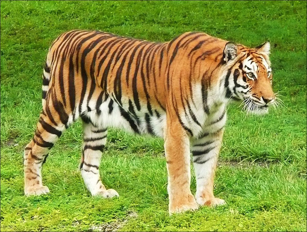 Hình ảnh hổ vằn oai hùng đứng trên mỏm đá nhìn xa xăm